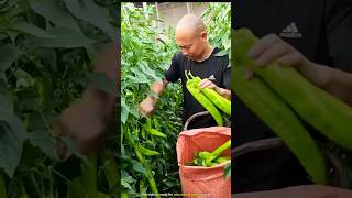 Worlds most unique chilli cultivation [upl. by Nathanial]