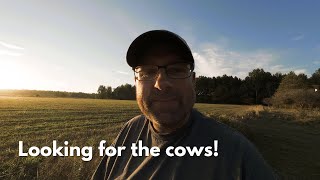 Cows arent coming for hay Is that good or bad [upl. by Ausoj]