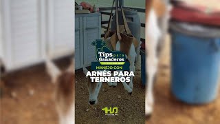 🤠 Tips para Ganaderos Arnés para Terneros [upl. by Leahcimauhsoj]