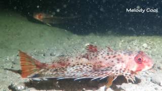 Flying Gurnard Fish 飛角魚 [upl. by Akiemaj294]