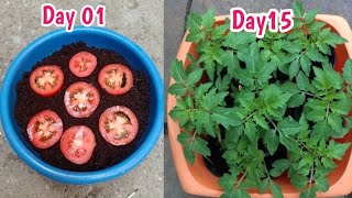 How to grow tomatoes at hometamatar kaise ugayekitchen ke tamatar se paudhe ugaye [upl. by Leahcim]