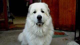 Bonzo  Great Pyrenees [upl. by Isabel]