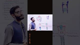 Anatomy and Physiology of the Larynx  Laryngeal Cartilagesanatomy viralvideo biology ❤️😊 [upl. by Kimmy]