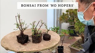 Bonsai from No Hopers [upl. by Isidoro]