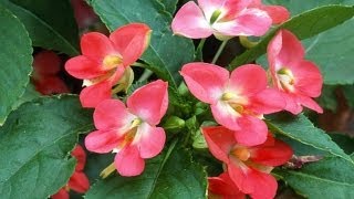 Bouturer une impatiens dintérieur [upl. by Naoma]