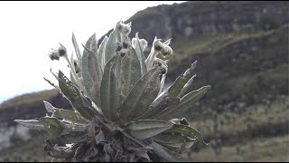 ¿Sabe cómo funciona un frailejón [upl. by Humberto419]