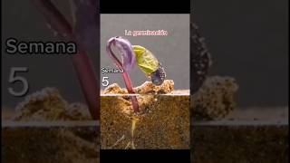 viral La Germinación de una semilla 😯🌱 shorts semillas germination plants siembra shirts wow [upl. by Michaela936]