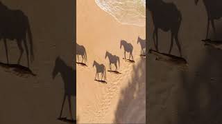 As the sun rises over Nihiwatu Beach nihis horses roam in natures peaceful beauty nihisumba [upl. by Rettke20]