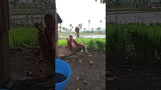 Suasana di sawah sejuk udarah nya bersihkabupaten Lebong [upl. by Prakash]