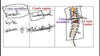 USMLE ACE Video 206 Spinal Cord Anatomy  Conus Medullaris Cauda Equina and Reflex Levels [upl. by Markman]