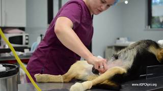 SpayNeuter Patient Care Patient Prep  Canine [upl. by Cleveland]