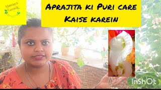 Aprajita ka plant ki puri care kaise karein [upl. by Netsua]