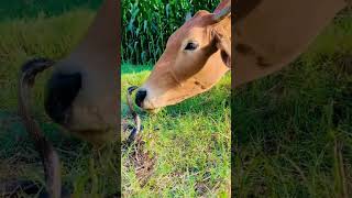 Cow Shows Snake Whos Boss [upl. by Einnal]