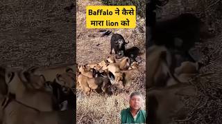 Unbelievable Moment Buffalo Fights Off Lions to Rescue Friends [upl. by Pamella64]