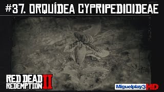 Localización múltiple Orquídea Cypripedioideae  37Compendio Plantas  Red dead redemption 2 [upl. by Beniamino]