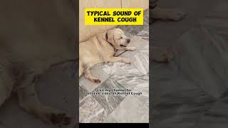 Kennel Cough Sound  Labrador [upl. by Hendrickson]