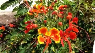 Caesalpinia pulcherrima Pride of Barbados Dwarf Poinciana Peacock Flower [upl. by Atinal]