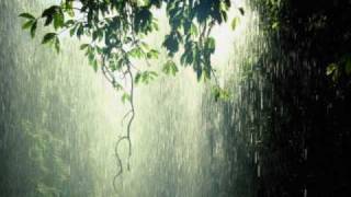 Cool Forest Rain  Dan Gibson [upl. by Ulyram]