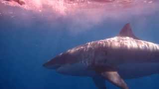 HUGE 18 FT Great White Shark  Guadalupe Island [upl. by Orianna563]