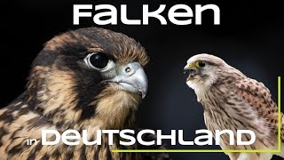 Turmfalke Wanderfalke und Co  Alle Falken Deutschlands  Vögel  Falke [upl. by Fionna]