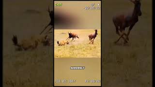 The hyena is gifted wheelchair by the antelope wildanimal animal youtubeshorts foryou [upl. by Maletta]