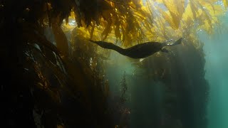 Kelp is the forest of the ocean  Coastlines [upl. by Nisay739]