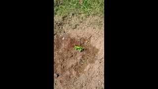 Planting Catalpa Catawba Trees From Seed How To [upl. by Gronseth730]