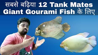 Giant Gourami Fish Tank Mates In Hindi [upl. by Dorry127]