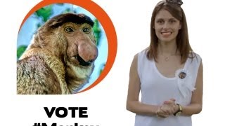 Ugly animal vote  Proboscis monkey Ellie Taylor [upl. by Donata]