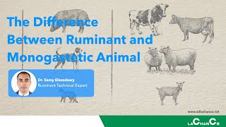 Technical Series  The difference between ruminant and monogastetic animal Ruminant expert forum [upl. by Jemena3]