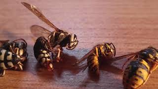 Wasp Species Comparison yellow jackets Hornets Cicada Killers [upl. by Mitran117]