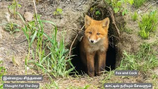 சேவலும் காட்டில் நரியும் யார் சிறந்தது  Fox amp Cock in the forest  Vidyasree Subramaniam [upl. by Ania]