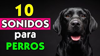 10 Sonidos para Perros  Para Asustar  Atraer  Venga [upl. by Hasty]