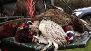 Driven Pheasant Shooting on Beaters Day 2017 [upl. by Balsam]