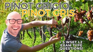 Pinot Grigio aka Pinot Gris Everything You Need to Know—WSET L2 in Wines WSET examtype questions [upl. by Sands]