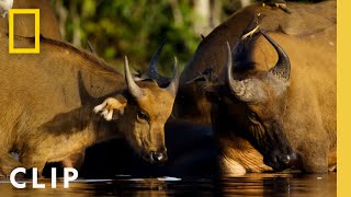 Bull Elephant Mines for Salt Buried in the Riverbed  Secrets of the Elephants [upl. by Haret]