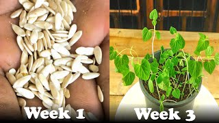 How To Grow Cucumis Melo Plant From Seed [upl. by Stavros]