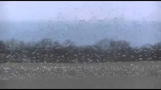 Huge flock of snow geese  Sand Ridge State Forest Illinois [upl. by Oby]