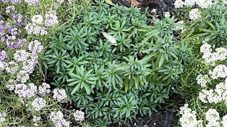 Candytuft Iberis Sempervirens  Did Not Rebloom  October 7 [upl. by Geoffry]