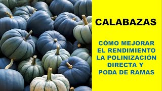 Cómo polinizar tus calabazas  Consejos para mejores rendimientos calabazas frutas cultivos [upl. by Pernell615]