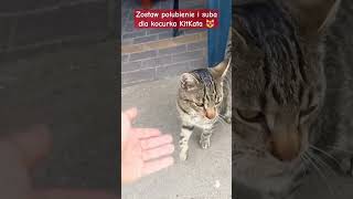 Kocurek KitKat strażakiem 😻😹 shorts viralvideo trending funny cat [upl. by Arrotal]