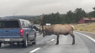 Bull elk attacks truck in Estes Park [upl. by Finegan]