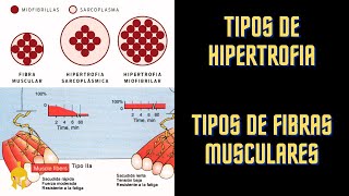 Tipos De Hipertrofia Y Tipos De Fibras Musculares │ Conocimiento [upl. by Elleral]