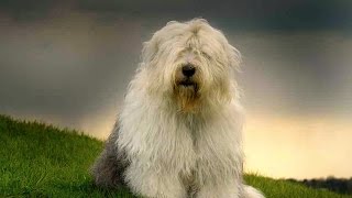 Old English Sheepdog Bobtail [upl. by Bullock]