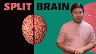 WHAT IS IT LIKE TO BE A SPLIT BRAIN PATIENT [upl. by Nowtna]