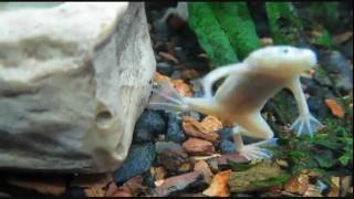 Albino Hypomelanistic Leucistic African Dwarf Frogs Do Exist [upl. by Ycram]