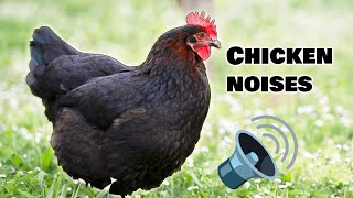 Chicken Noises That Make Your Chickens Happy [upl. by Binny]