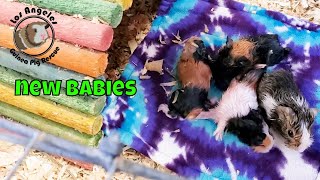 Adorable Guinea Pig Babies Being Born [upl. by Anhoj]