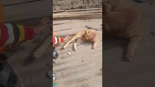 Cat video [upl. by Kendre]