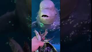 Why are Beluga whales fed with Ice 🧊 [upl. by Aehcsrop831]